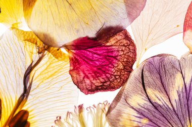 Beyaz arka planda kurumuş çiçekler