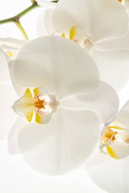 Beyaz Orkide çiçekler, makro