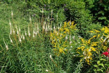Yaban çiçekleriyle dolu yaz çayırı