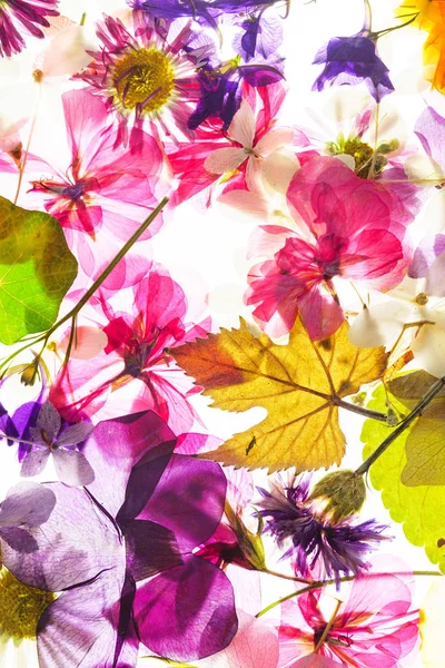 Beyaz renkli kuru çiçekler 