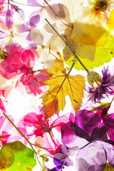 Beyaz renkli kuru çiçekler 