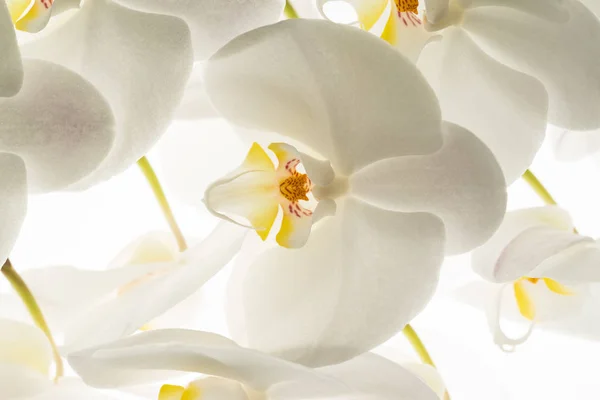 Flores Orquídea Blanca Macro — Foto de Stock