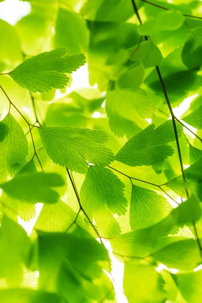 Green Leaves Branch Isolated White — Stock Photo, Image