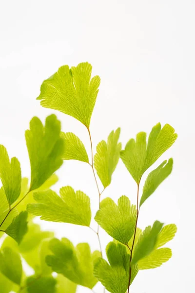 Green Leaves Branch Isolated White — Stock Photo, Image