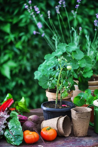 Summer Garden Flowers Herbs Vegetables — Stock Photo, Image