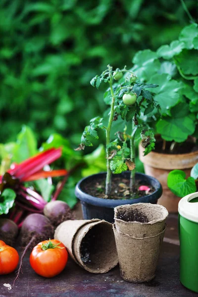 Summer Garden Flowers Herbs Vegetables — Stock Photo, Image