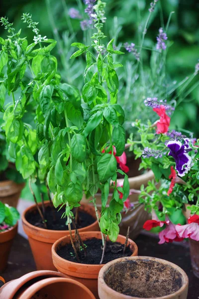 Letní Zahrada Květinami Bylinkami Zeleninou — Stock fotografie