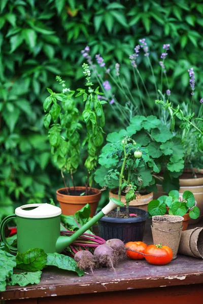 Sommergarten Mit Blumen Kräutern Und Gemüse — Stockfoto