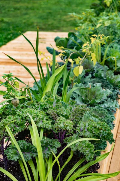 Giardino Delle Erbe Tavolo Legno Rustico — Foto Stock