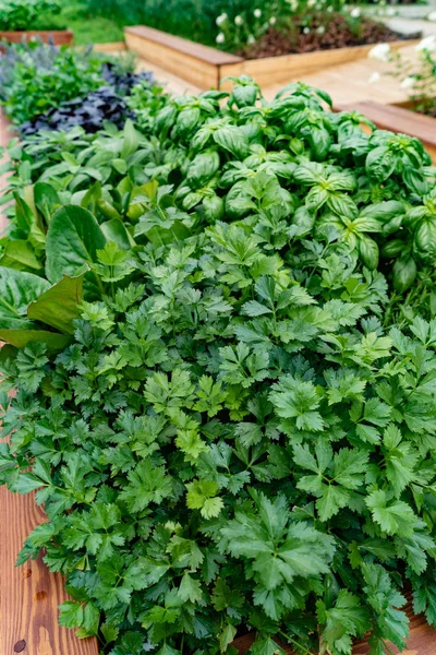 Jardin Herbes Sur Une Table Rustique Bois — Photo