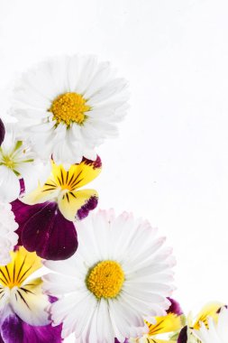 Hercai Menekşe çiçek beyaz zemin üzerine