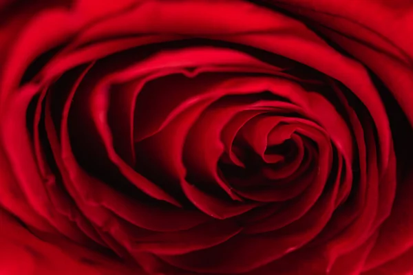 Červená Růže Makro Zblizka — Stock fotografie