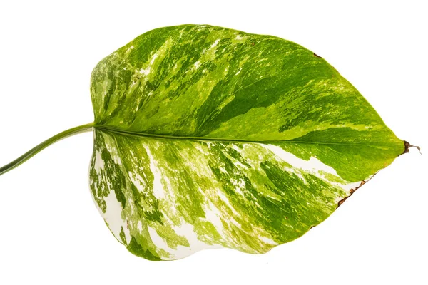白い背景に斑点を付けられた葉 — ストック写真