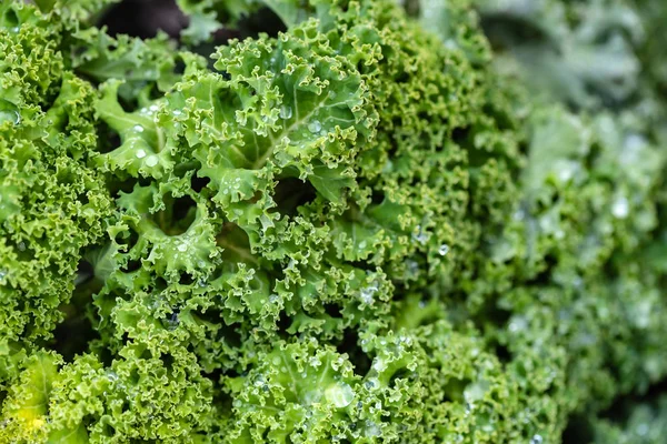 Healthy Curly Kale Growing Field — Stock Photo, Image