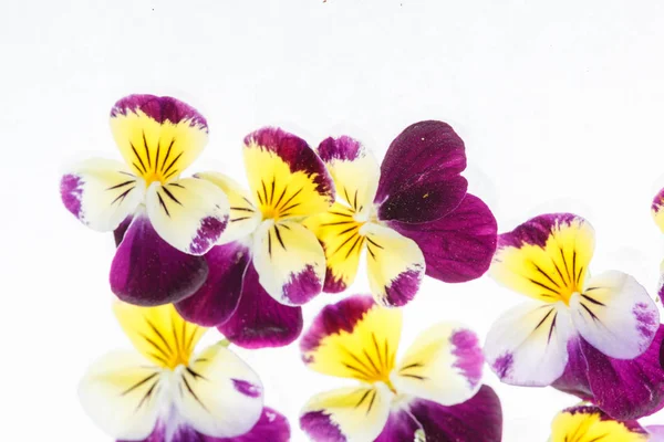 Stiefmütterchen Blumen Auf Dem Weißen Hintergrund — Stockfoto