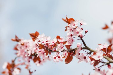 ağaç bahar pembe kiraz çiçekleri ile