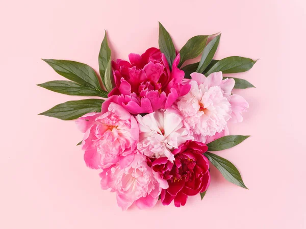 Красивые Пионы Розовом Фоне — стоковое фото