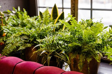 Şık iç tasarımı bir sürü bitkiyi doldurdu.