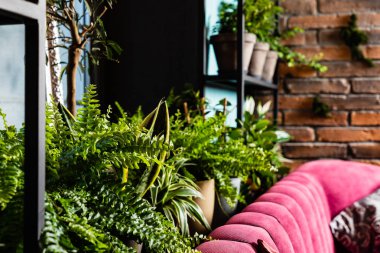 şık iç bitkiler çok dolu. Doğa aşığı alanı