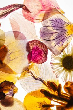 Beyaz arka planda kurumuş çiçekler