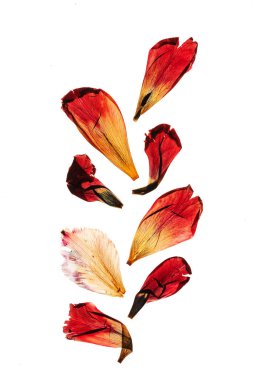 Beyaz arka plan üzerinde kurutulmuş Lale yaprakları