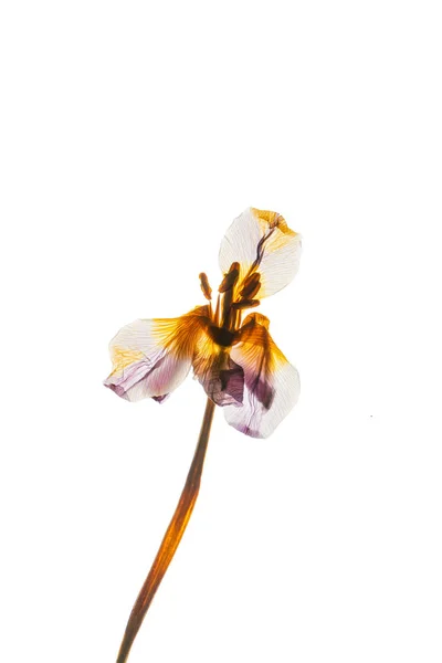 Getrocknete Irisblume Auf Weißem Hintergrund — Stockfoto