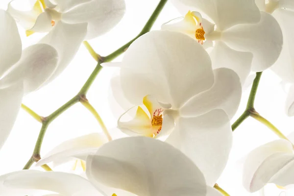 White Orchid Flowers Macro — Stock Photo, Image