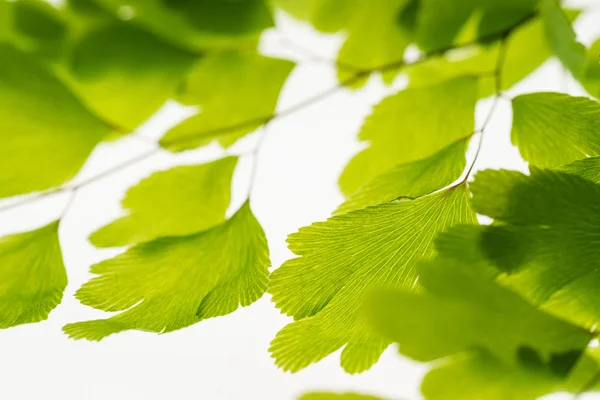 Green Leaves Branch Isolated White — Stock Photo, Image