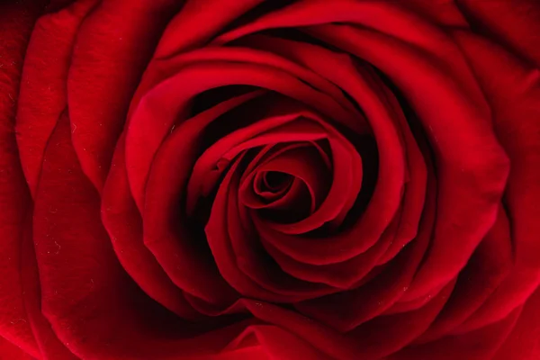 Rosa Vermelha Macro Close — Fotografia de Stock
