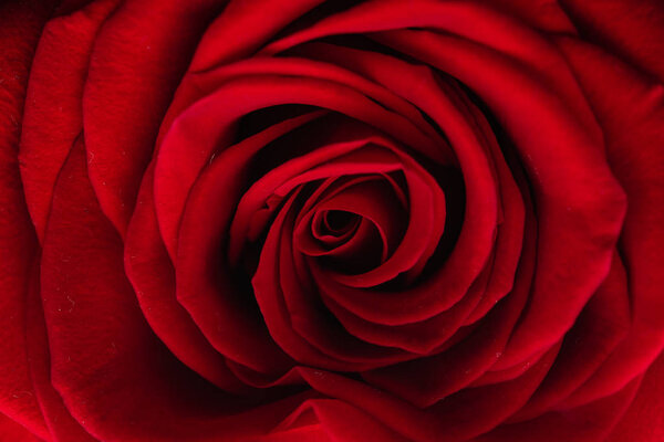 Red rose, macro, close up
