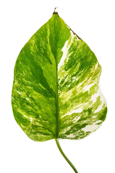 白い背景に斑点を付けられた葉 — ストック写真