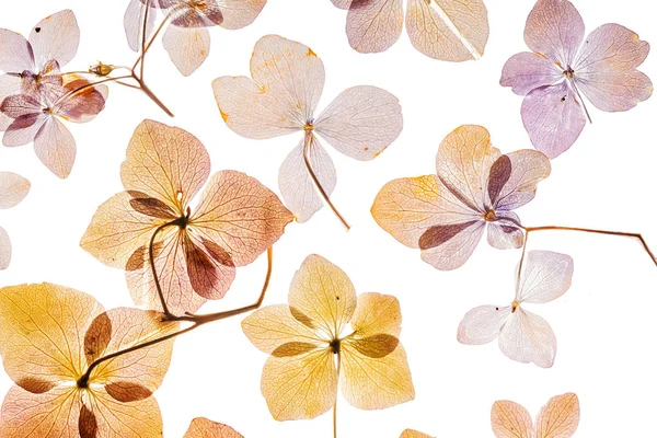 Flores Hortensias Rosadas Aisladas Sobre Fondo Blanco — Foto de Stock