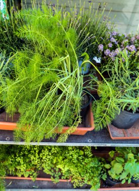 otlar tencere, İtalya