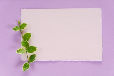 yaprakları kompozisyon mor zemin üzerine