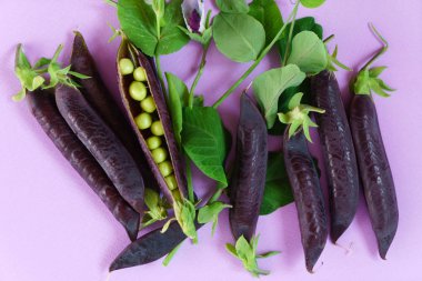 poda bezelye mor, yakın çekim 