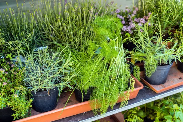 Herbs Pots Italy — Stock Photo, Image