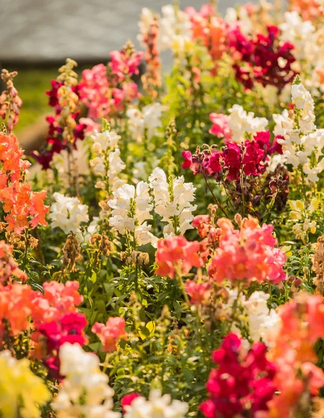 Flores Coloridas Snapdragon Jardim — Fotografia de Stock