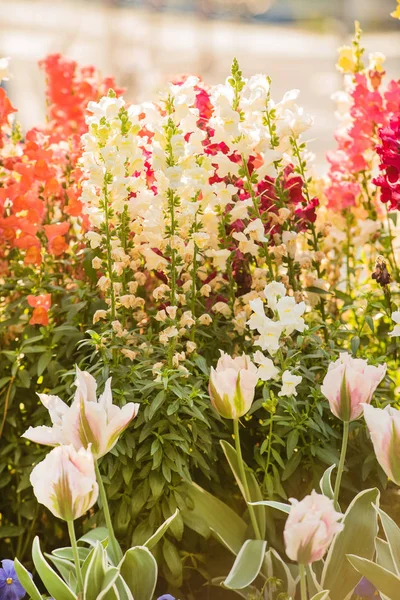 庭の素敵な花 — ストック写真