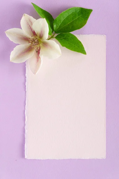 Flower Composition Pink Background — Stock Photo, Image