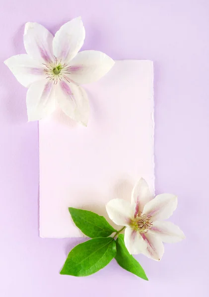 Flowers Composition Pink Background — Stock Photo, Image