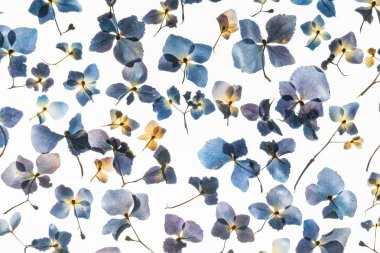 Beyaz arka plan üzerinde kurutulmuş ortanca çiçek