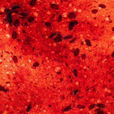 çilek meyve, yakın çekim 