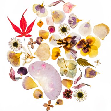 dried flowers on the white background clipart