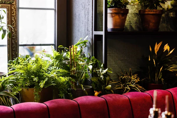 Interior Elegante Encheu Monte Plantas — Fotografia de Stock