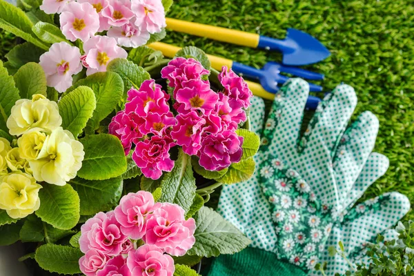 Fiori Primaverili Attrezzi Giardino — Foto Stock