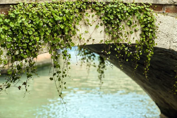 Canal Vert Venise Italie — Photo