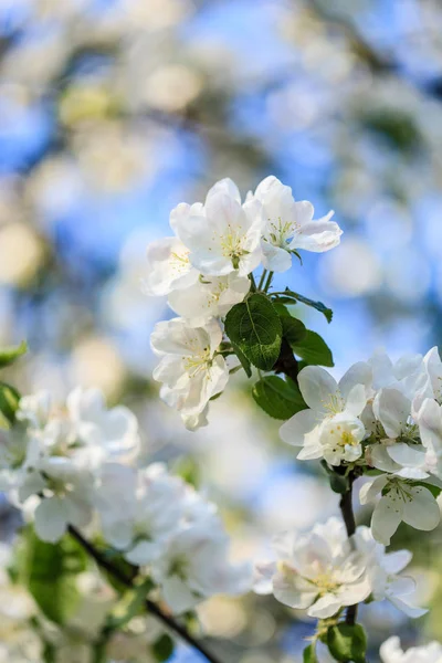 Árbol Primavera Con Flores —  Fotos de Stock