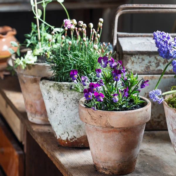 Flores Primavera Nos Vasos — Fotografia de Stock