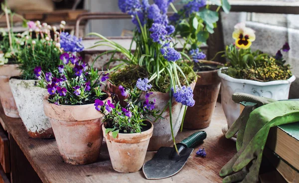 Flores Primavera Nos Vasos — Fotografia de Stock