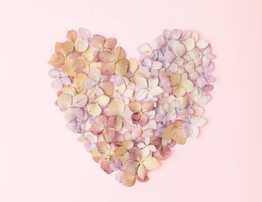 Pembe arka plan üzerinde bir kalp şeklinde bir ortanca çiçekleri